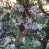 2013-gruta-hospital-flores