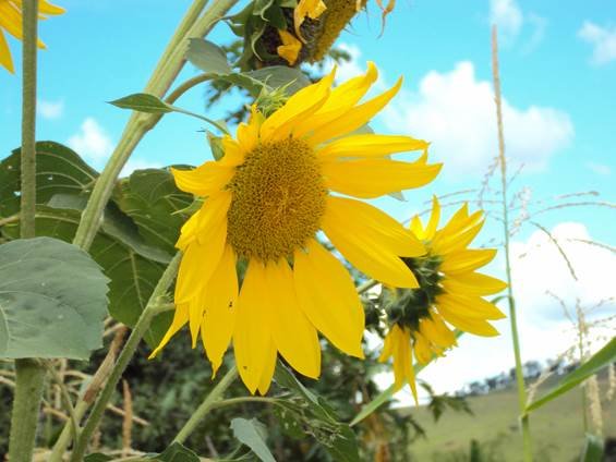 image010