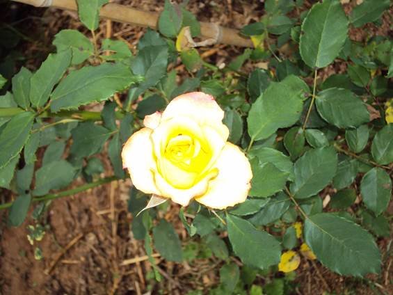 image016