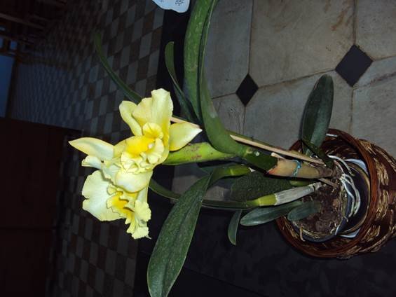 image036