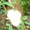 image004