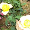 image006