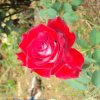 image012