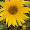 image018