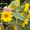 image020