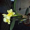 image036