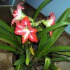 image042